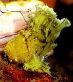 34 Leaf Scorpionfish